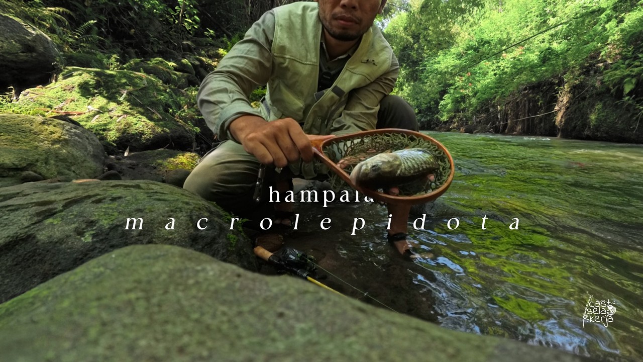 Berburu Ikan Hampala Macrolepidota 🐟