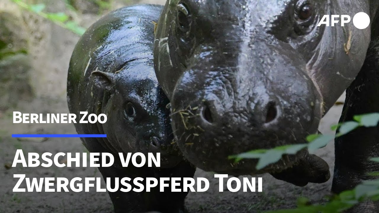 Abschiedswoche: Zwergflusspferd Toni verlässt Berliner Zoo | AFP