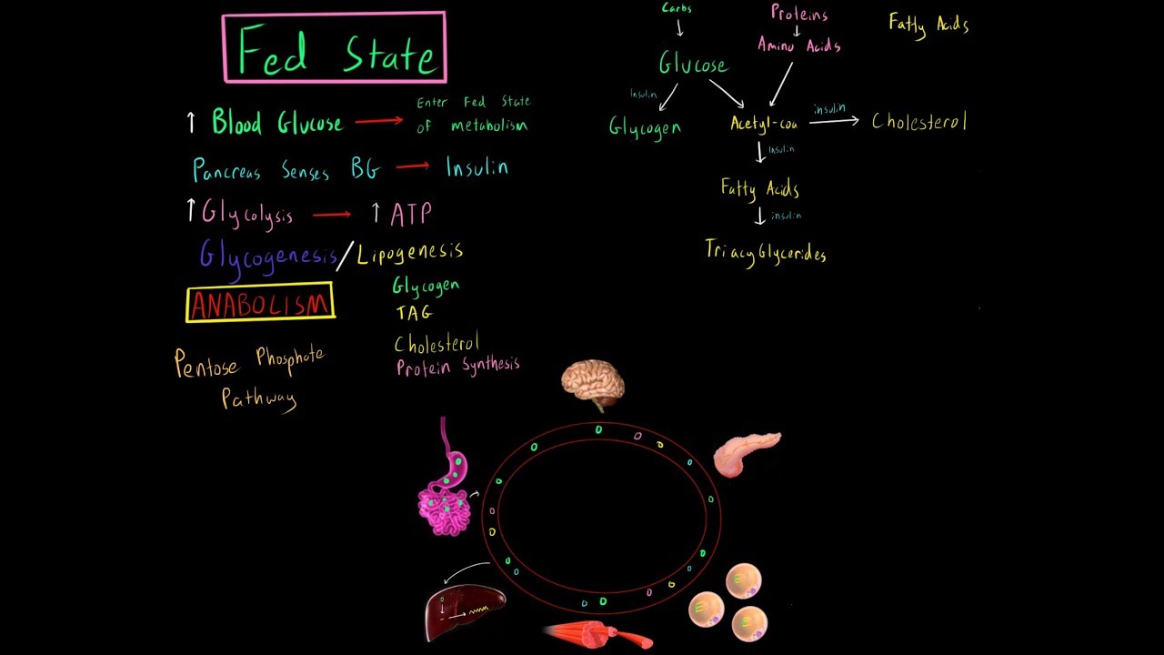 Fed State Metabolism MCAT (Glycolysis, Glycogensis, Lipogensis, Fatty Acid Synthesis, PPP)
