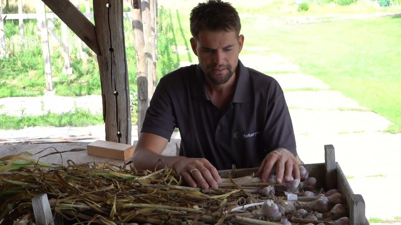 Hoe droog je het beste vers geoogste Eco-knoflook? 3 manieren hoe kan kan!