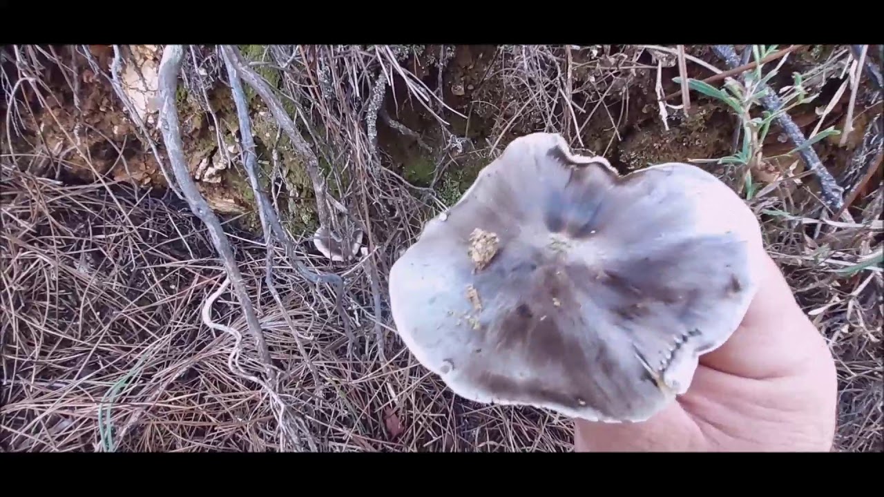 Em busca de cogumelos Lactarius deliciosus e Tricholoma portentosum