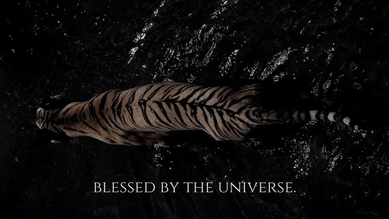 ╭ BLESSED BY THE UNIVERSE ✦ expect a miracle in less than an hour ╮