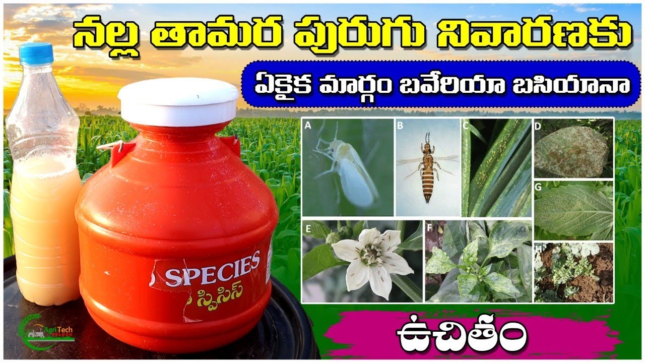 నల్ల తమర పురుగు నివారణ | Black Thrips Control in Chilli | AgriTech Telugu