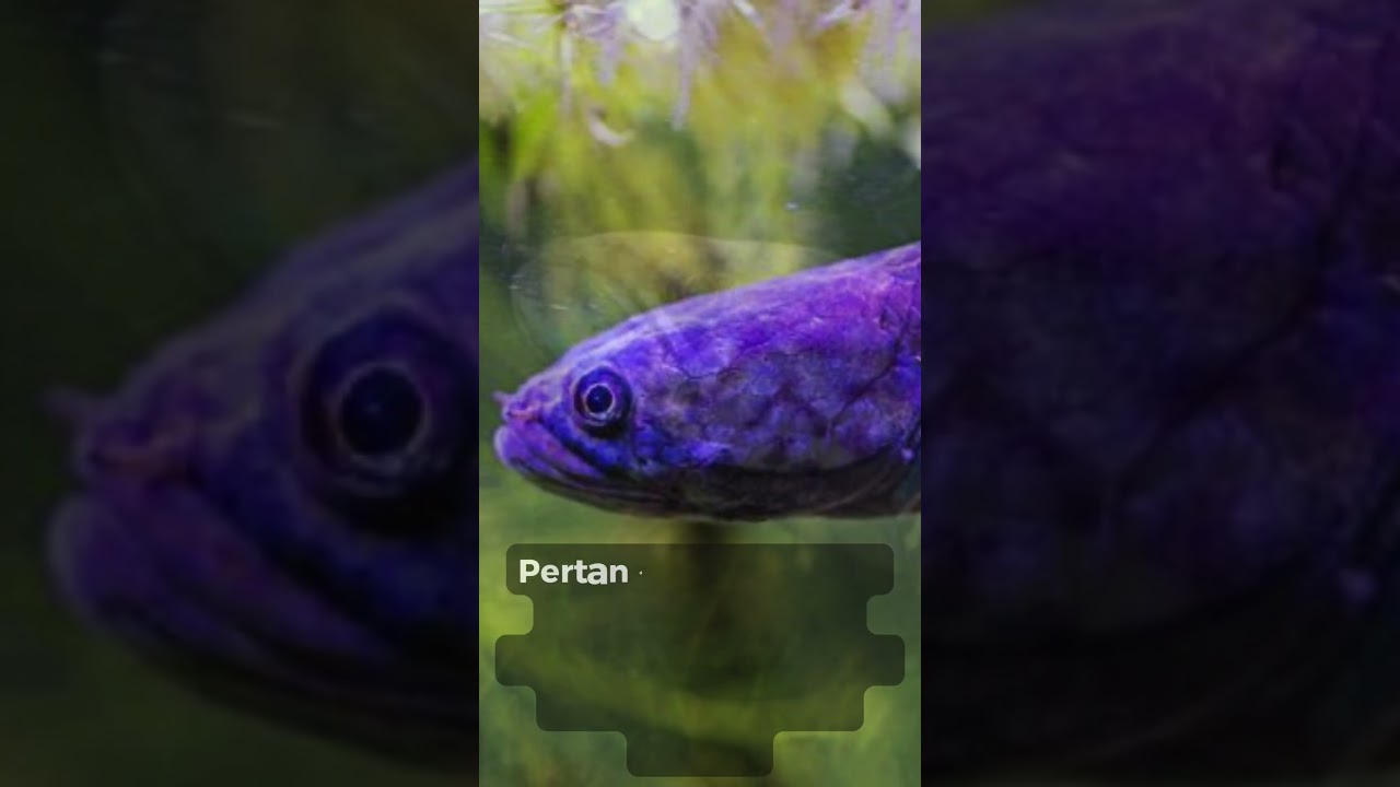 Arti mimpi memegang ikan gabus di sungai