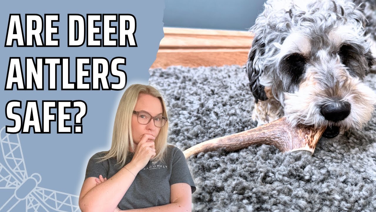 Are Deer Antlers Actually Safe For Your Dog?