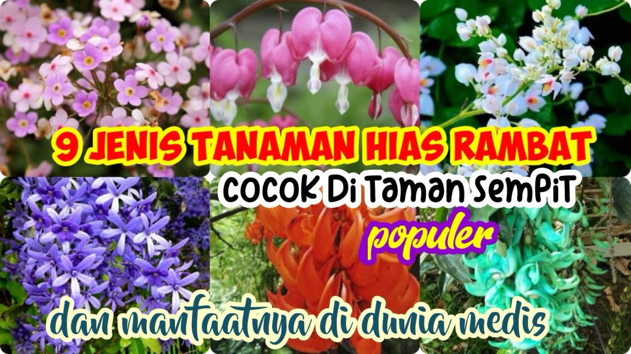 9 JENIS TANAMAN HIAS RAMBAT YANG COCOK DI TAMAN SEMPIT|| MANFAATNYA DI DUNIA MEDIS