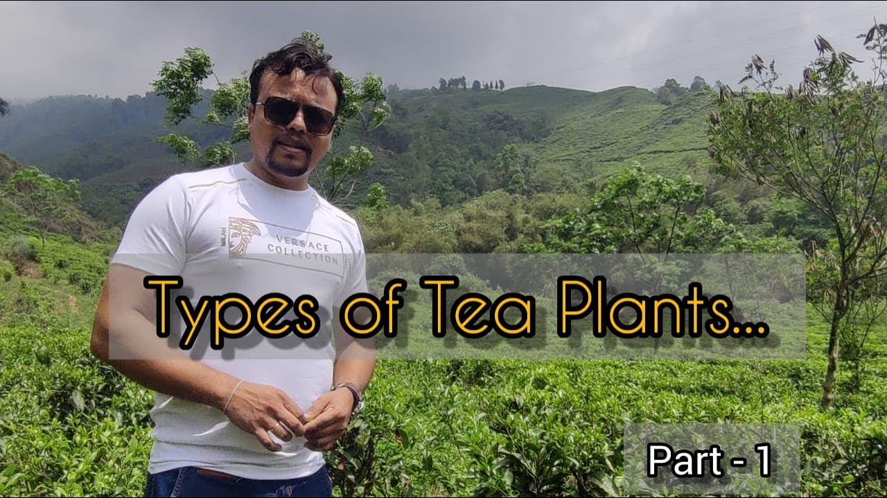 Types of Tea Plants (Part-1): China Type (Camellia sinensis Var. Sinensis): Aroma of Darjeeling Tea.