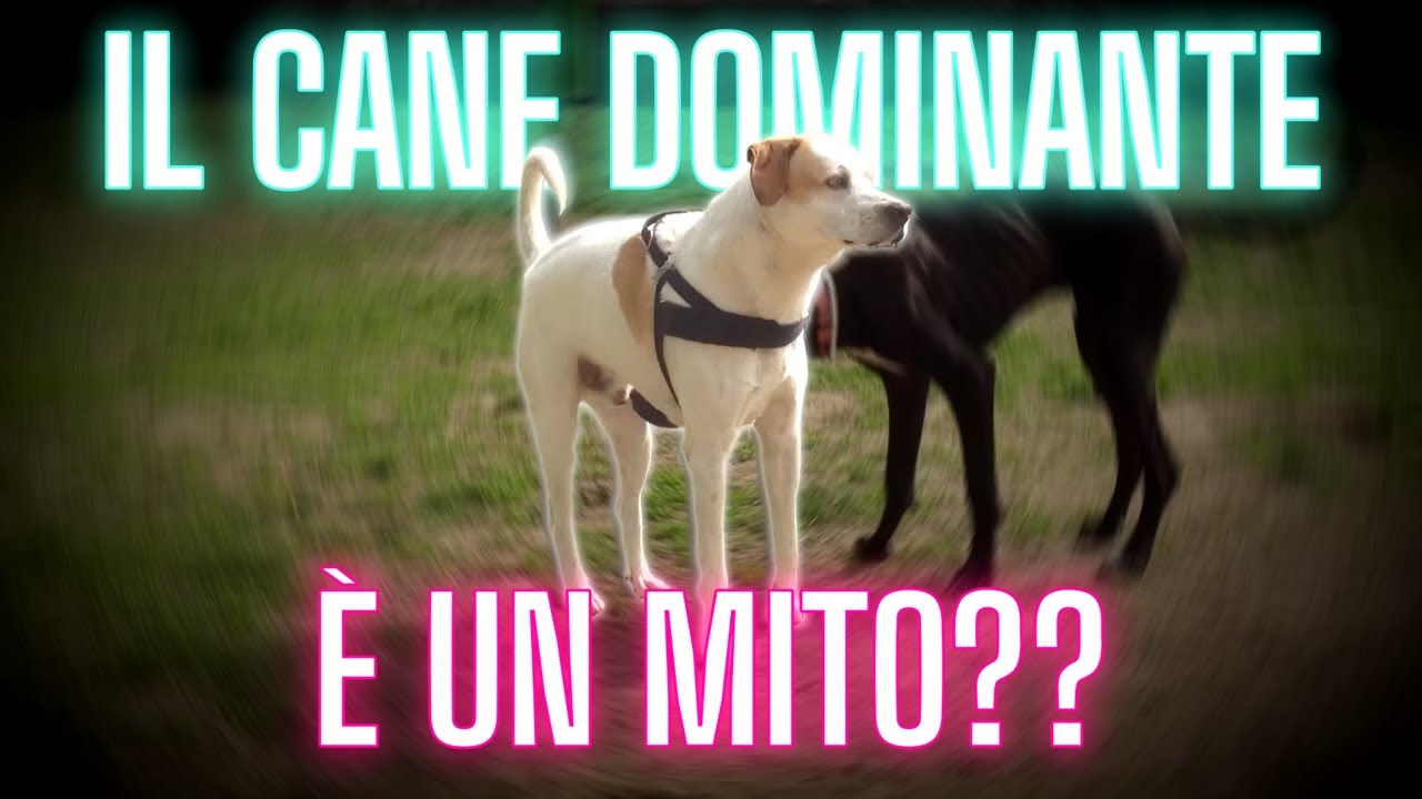 Il mito del CANE DOMINANTE...SFATATO...?