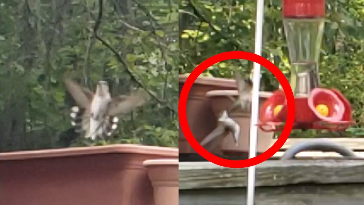 Hummingbird Fight! Slow Motion Compilation