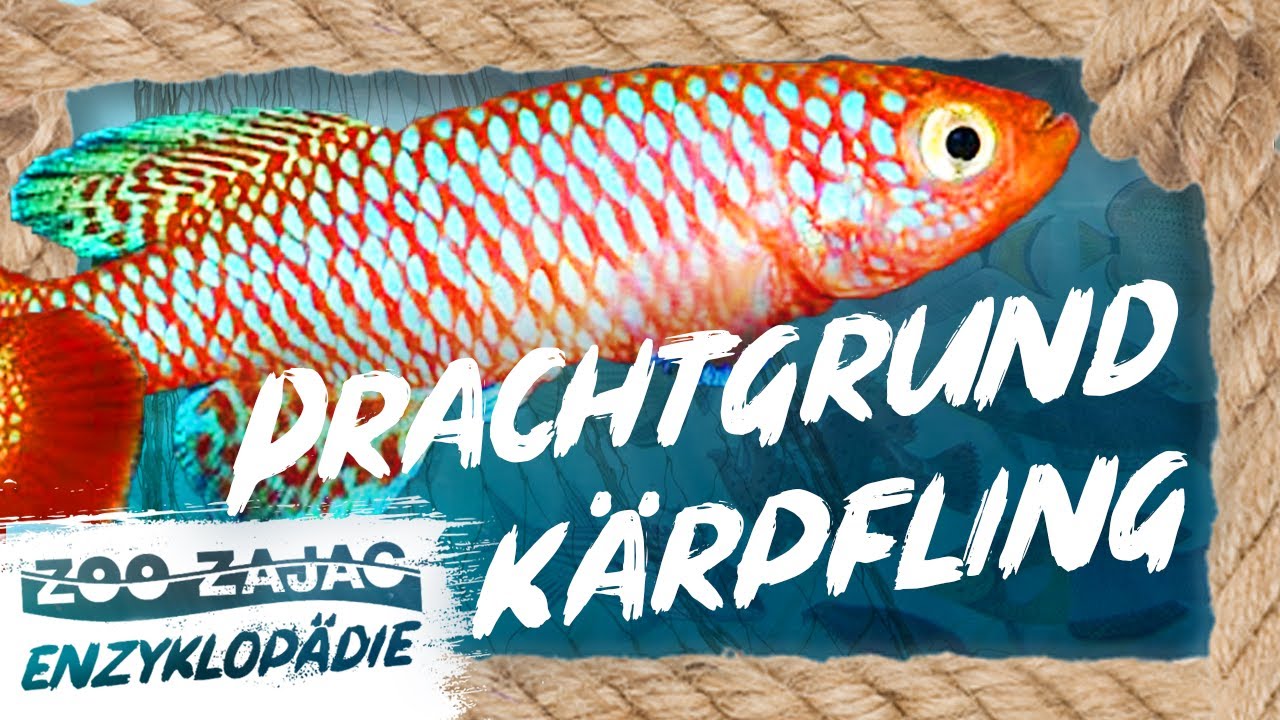 PRACHTGRUNDKÄRPFLING | FISCHENZYKLOPÄDIE | ZOO ZAJAC