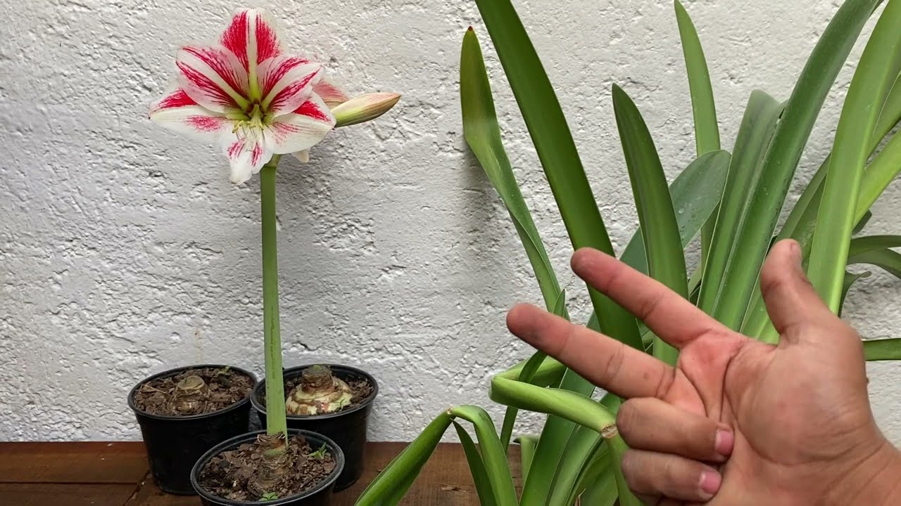 COMO PROPAGAR o REPRODUCIR AMARILIS, LIRIOS o AZUCENAS POR BULBO (hippeastrun Amaryllis)