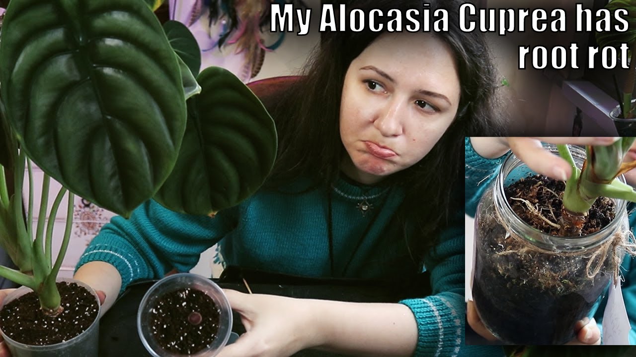 Saving my Alocasia Cuprea from root rot + Rhizome propagation