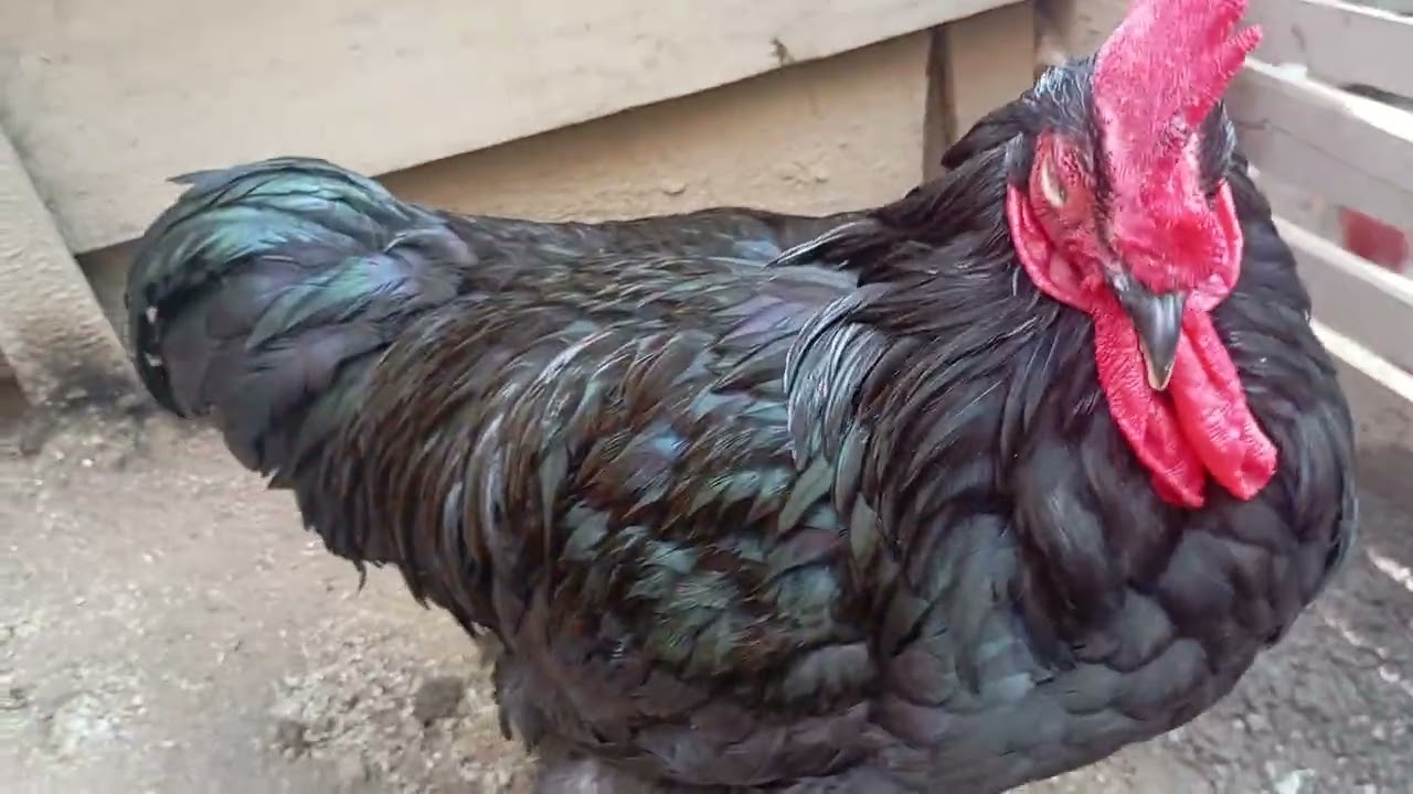 Mais uma galinha choca