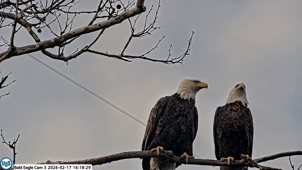 USS Bald eagle Cam 3 on 2-17-26 @ 16:15:41 Irvin and Stella get cozy on the bat branch