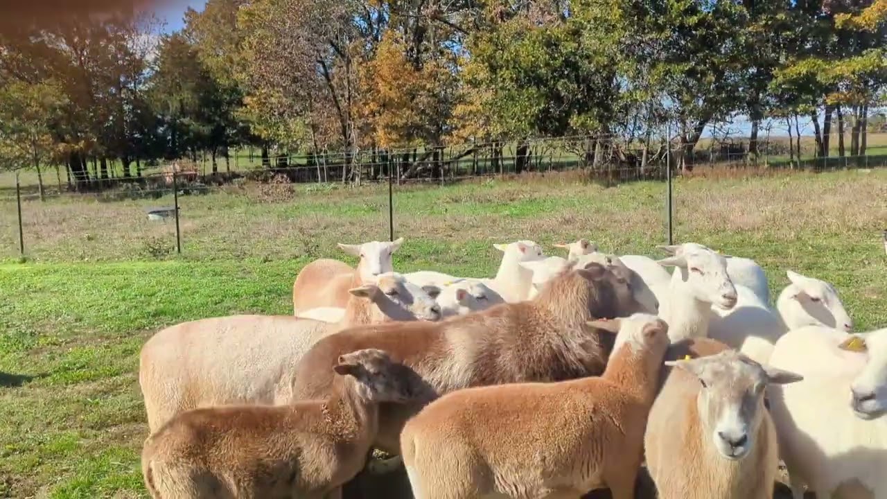 Flint Moving Sheep 11/1/25