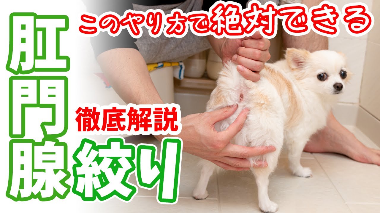 【スローにしながら解説】このやり方で誰でも絶対できる！犬の肛門腺絞りであまり知られていないコツを教えます！【チワワのまろみ】