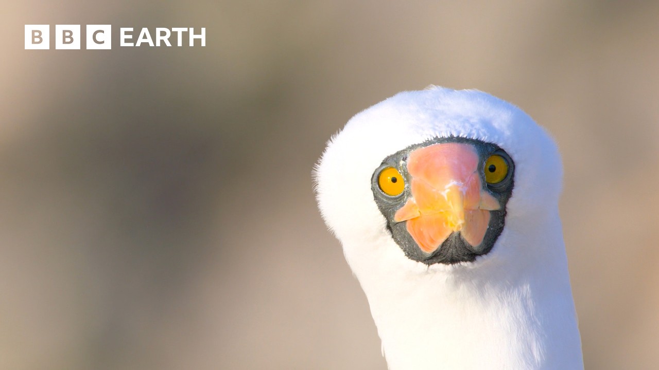 1 Hour of Bird Watching in 4K UHD | BBC Earth