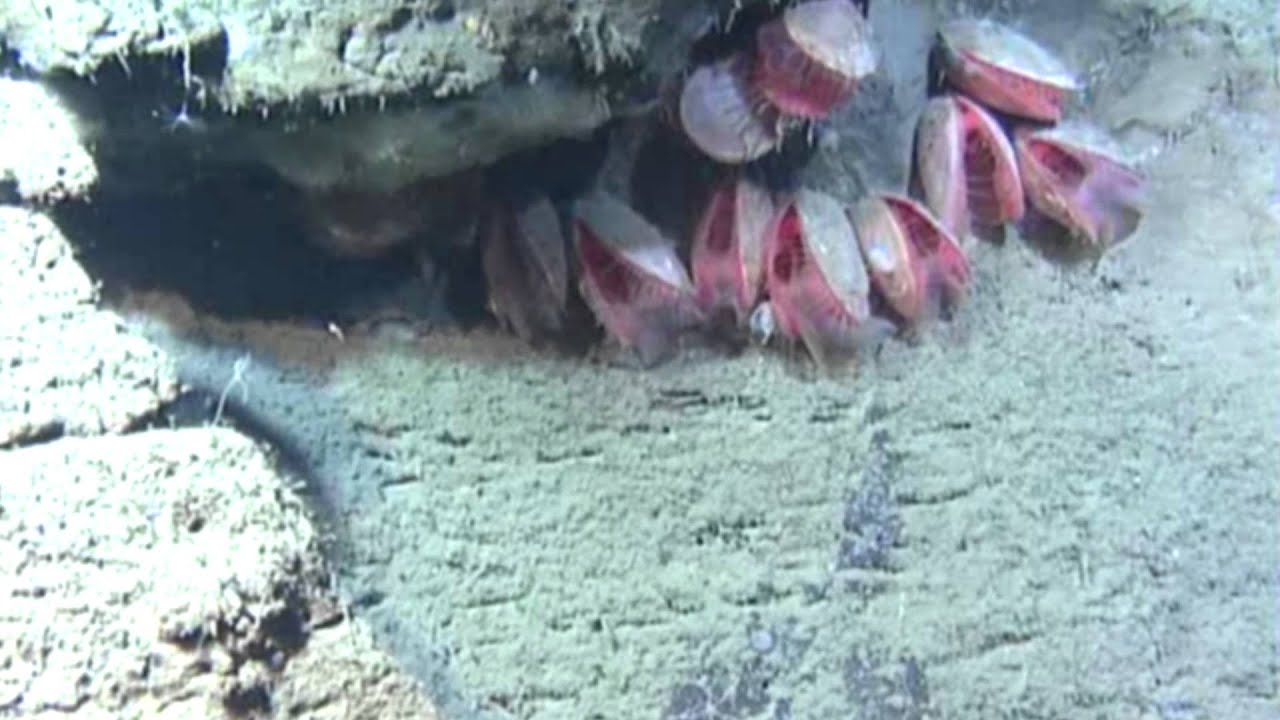 From the deep sea: Canada&rsquo;s Giant File Clam!