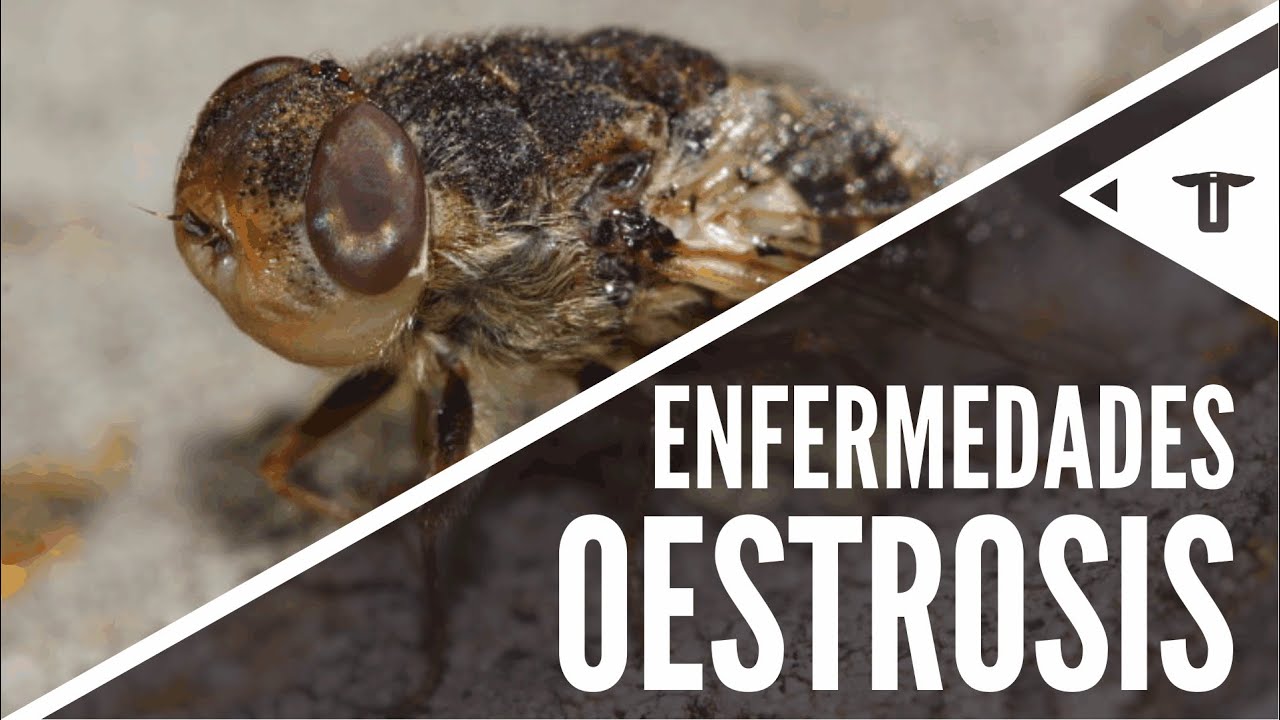 Oestrosis