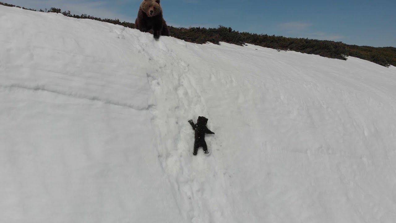 Спасение медвежонка на скальном обрыве.  Bear cub and drone. Full version of the original video