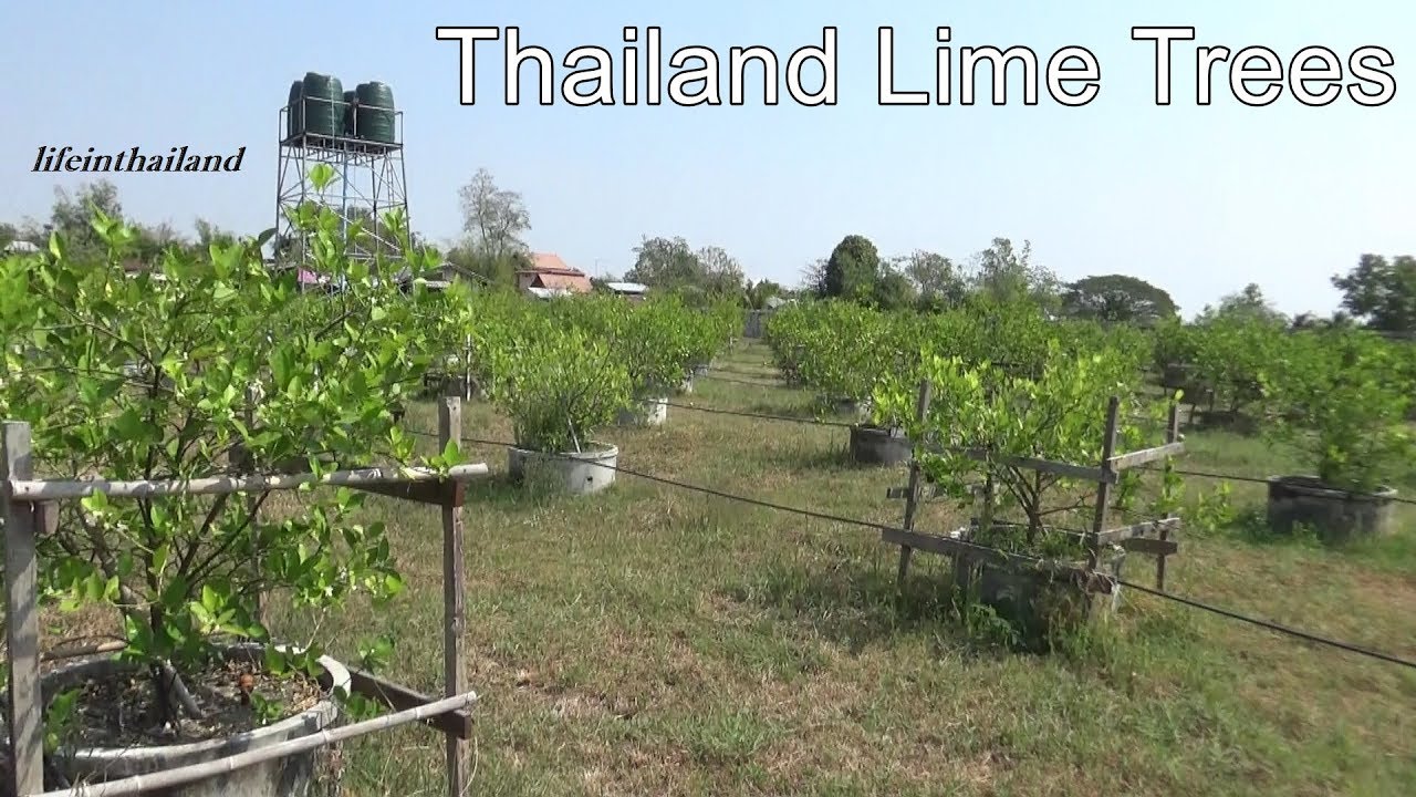 Rural Thailand lime Orchard/Lime farm Tour.