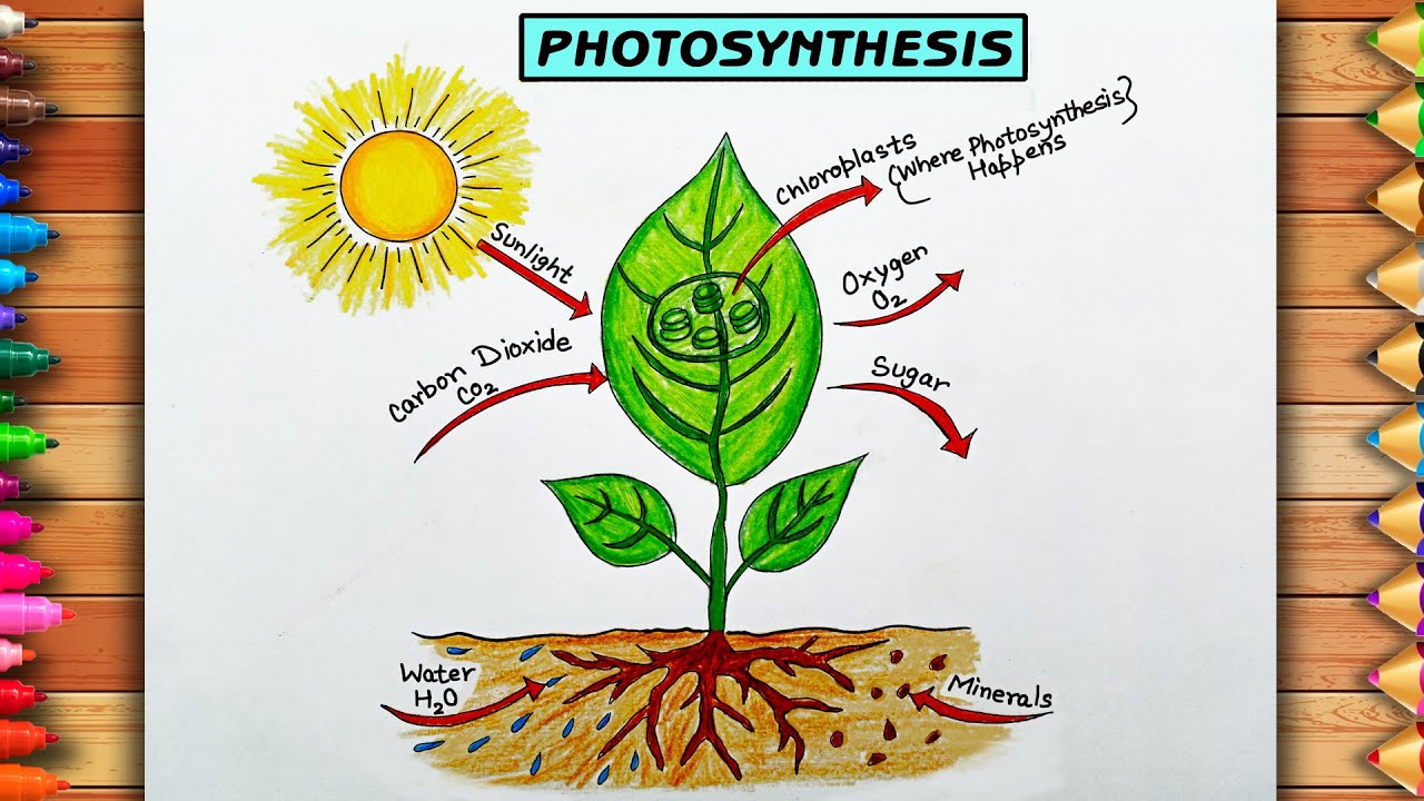 Process of Photosynthesis Diagram Drawing | Photosynthesis Process of Plant Diagram | Photosynthesis