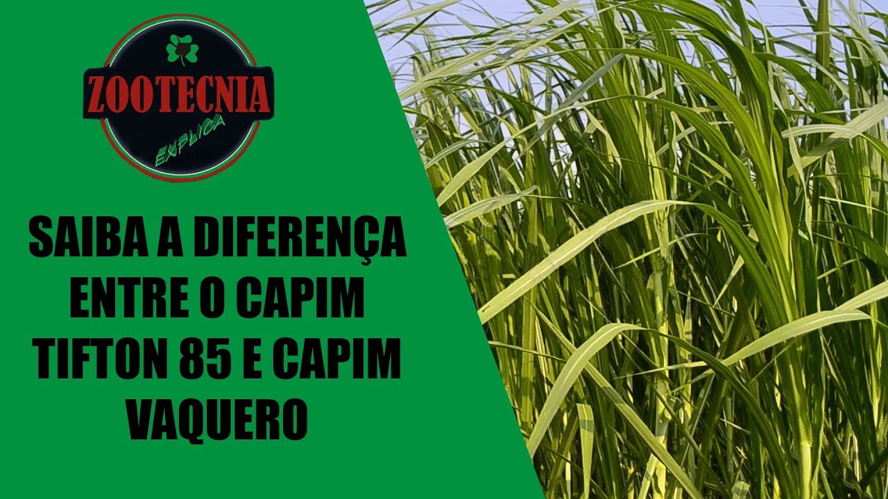 Saiba as diferen&ccedil;as entre o Capim Tifton 85 e Capim Vaquero