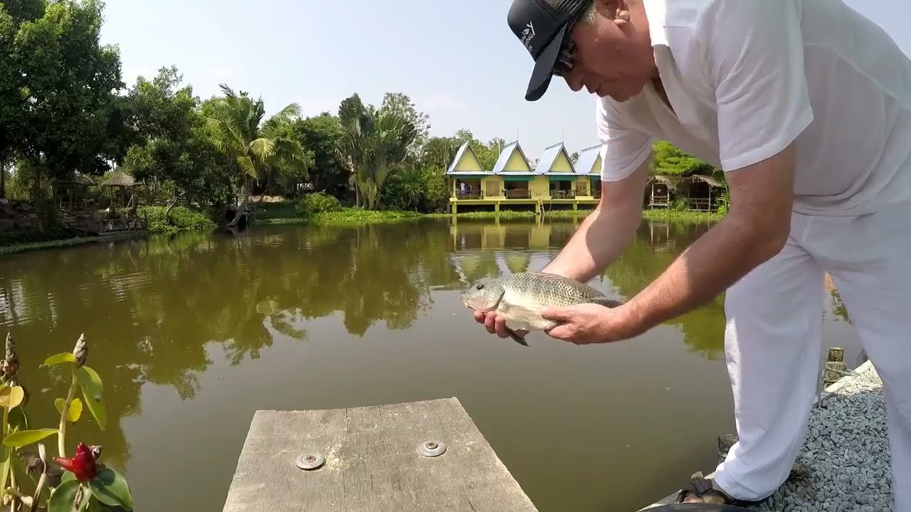 Big Carp at Castaway Fishing Park Pattaya Thailand (ASMR City Sounds)