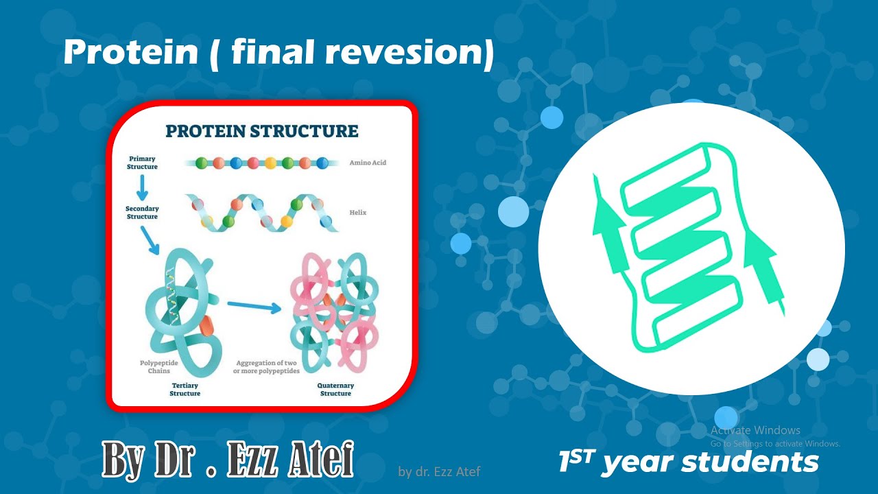 biochemistry - 1st year -proteins final Revision