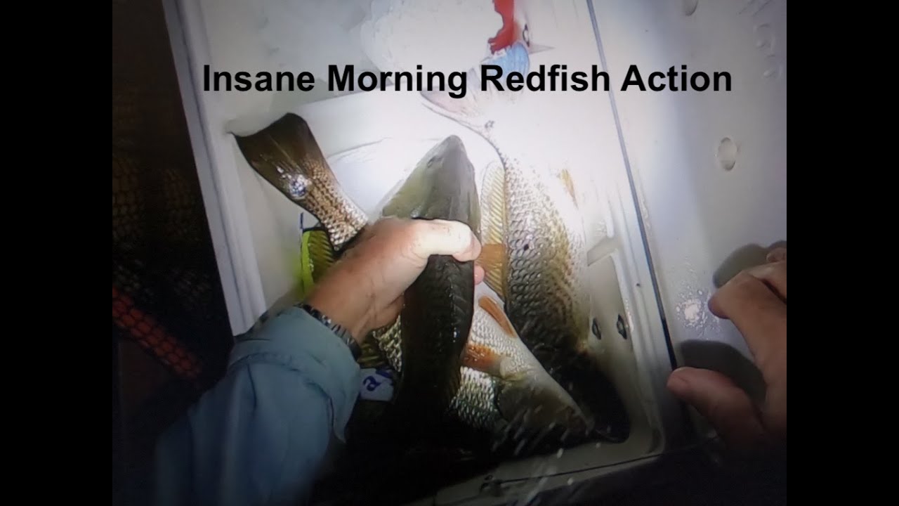 Insane Morning Redfish Action