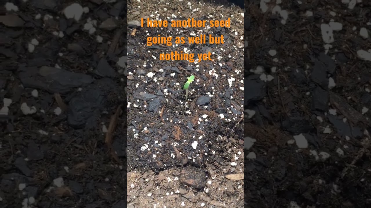 Seedling 🌱 Double Grape 🍇 Mephisto Genetics