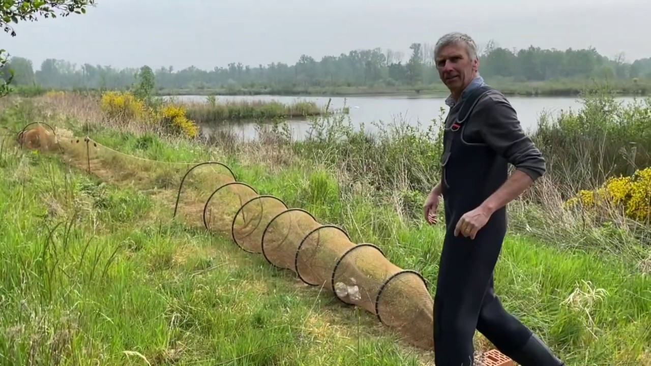 Demo gebruik van fuiken bij de bestrijding van Amerikaanse stierkikker| Life 3n-Stierkikker