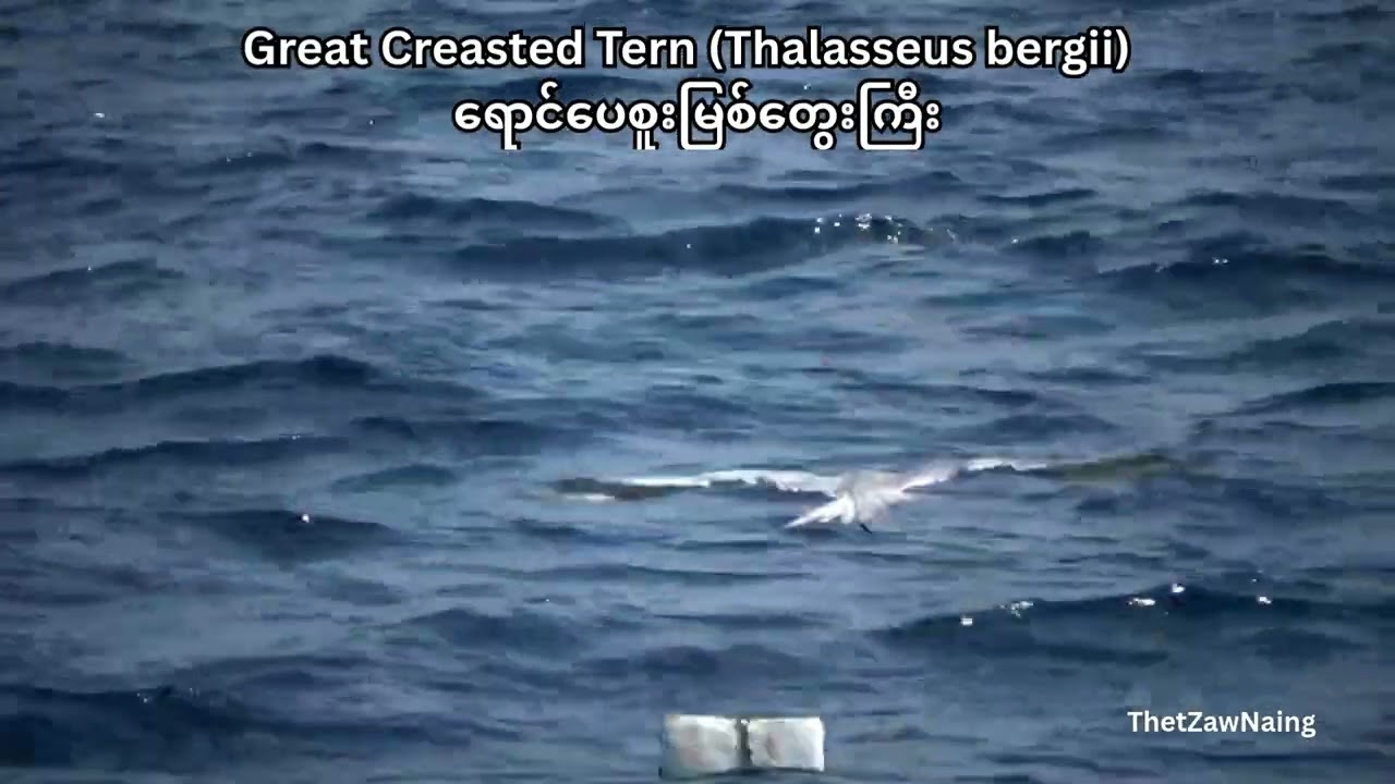 🐦 မြိတ်ကျွန်းစုတွင် တွေ့ ရှိခဲ့သောငှက်များ (၂) Great Creasted Tern ရောင်ပေစူးမြစ်တွေးကြီး🐦
