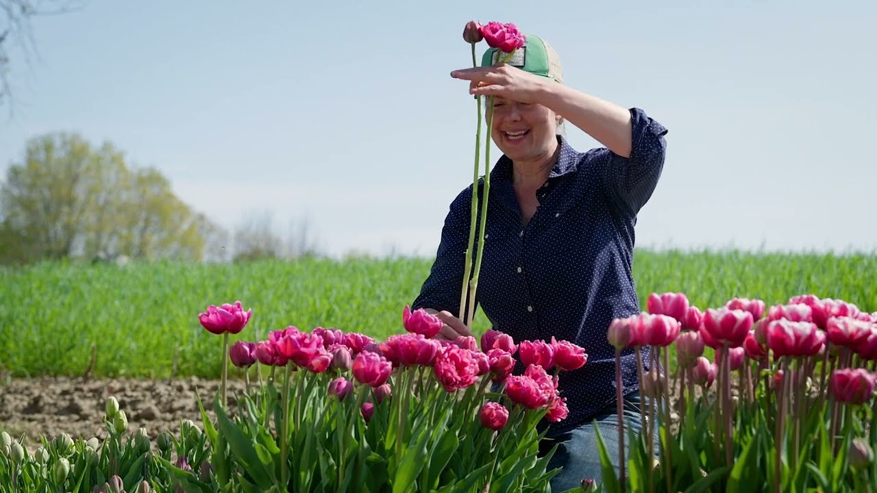 'Margarita' Tulip from Johnny's Selected Seeds