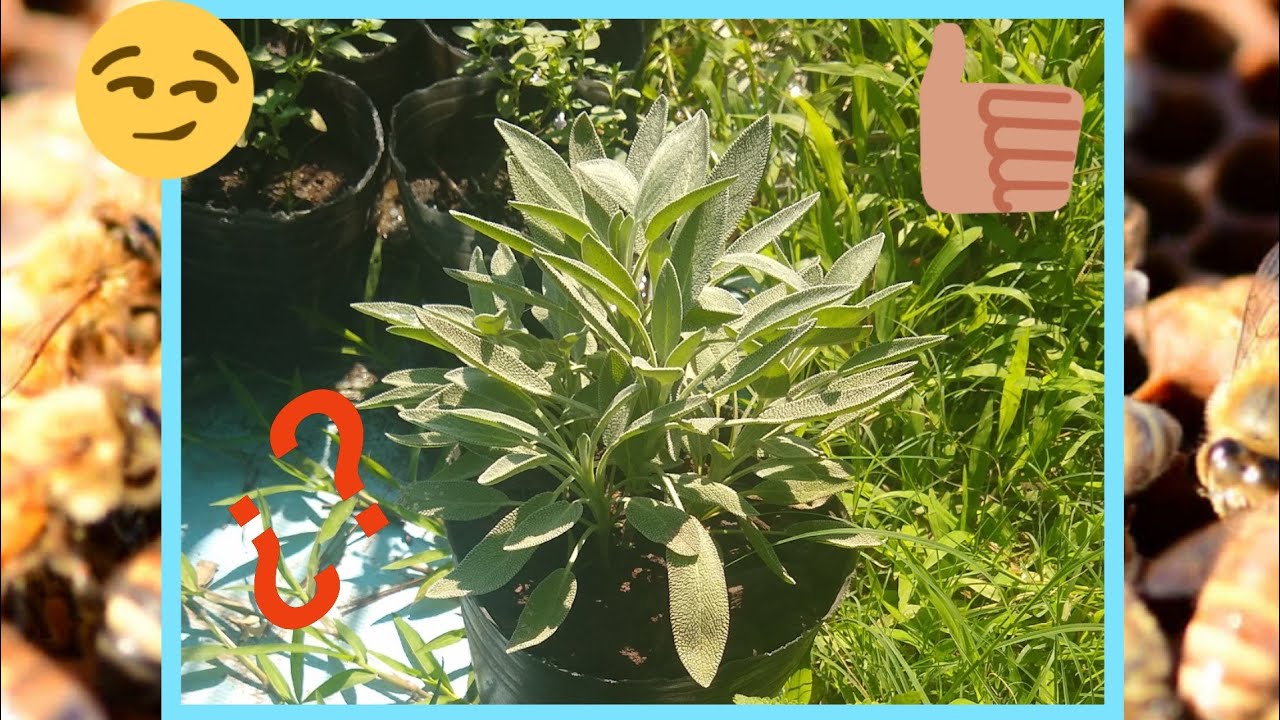 Cómo Reproducir Salvia | Cuidados Esenciales y Método Natural Paso a Paso│Huerto La Semilla TV