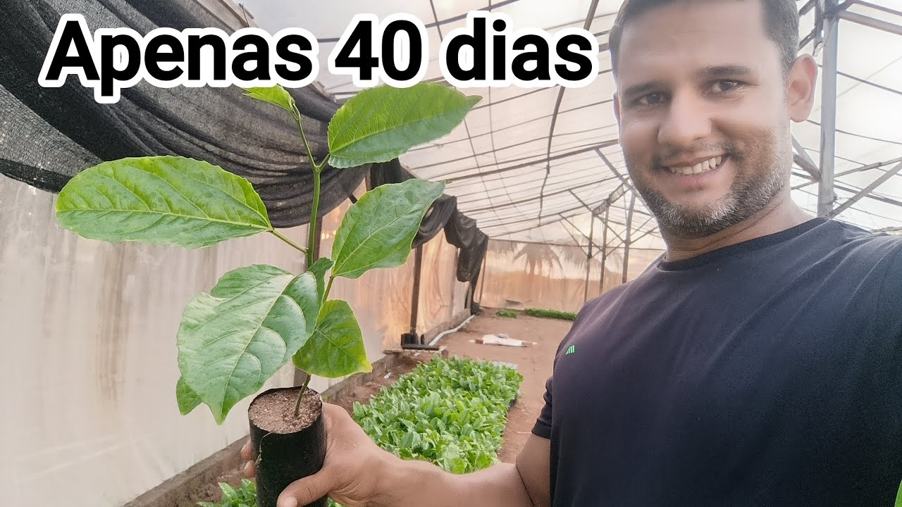 Saiba Como produzir mudas de Maracujá Com Qualidade #agro #passion #maracuya #passionfruit