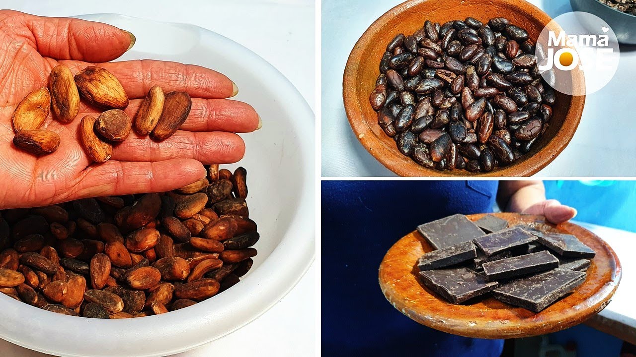Como Hacer Pasta De Cacao Artesanal Proceso Para Obtener Chocolate Casero Con Cacao Amargo