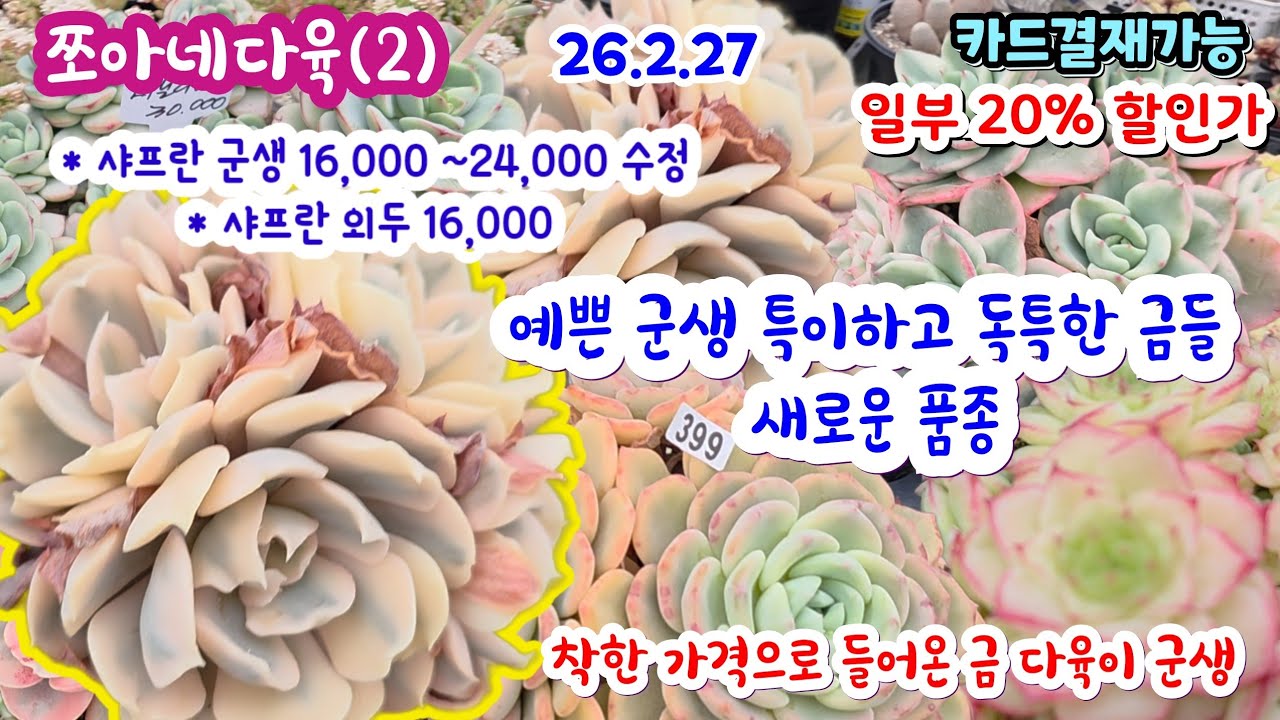 쪼아네다육 (2) 착한 가격의 예쁜 다육이 많이 입고 홍매화금 8,000 
