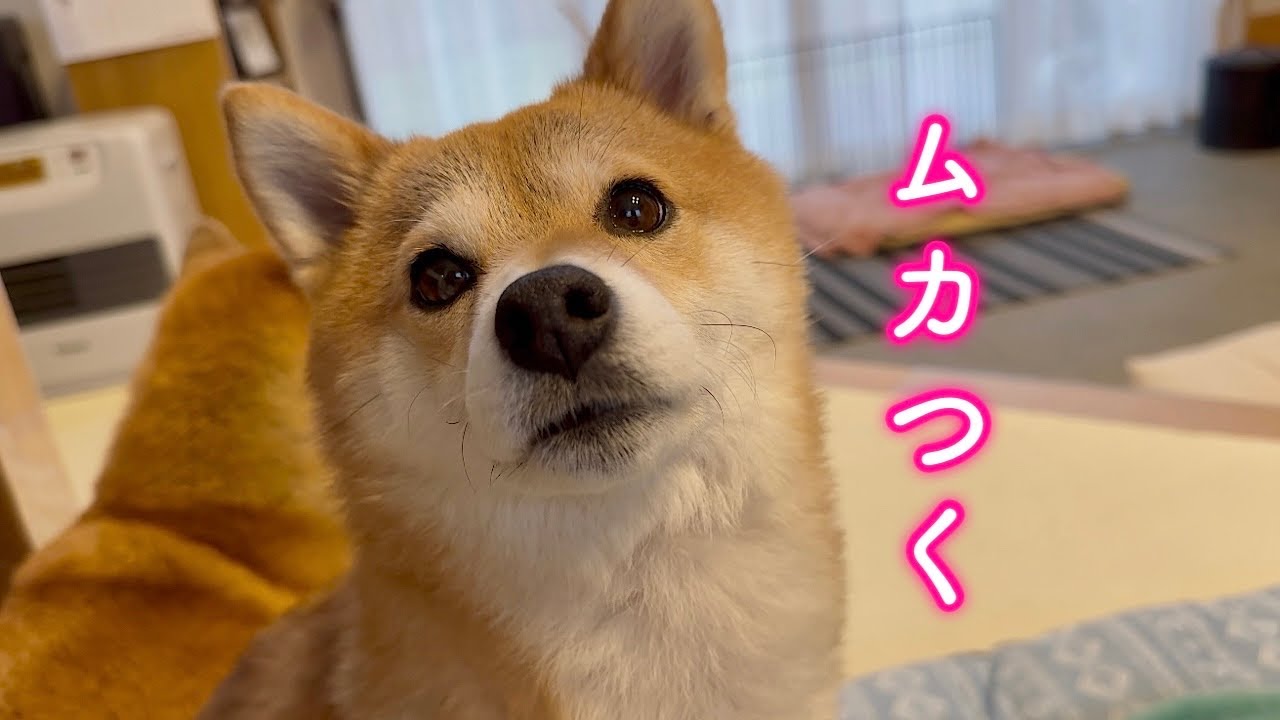 自分にできないことをパパに言われて反抗する柴犬が可愛い