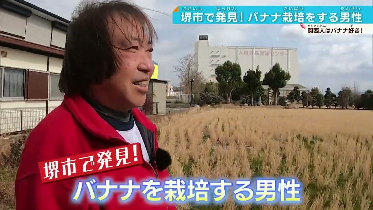 バナナ大好き関西人…堺で発見！バナナ栽培するオトコのバナナ愛