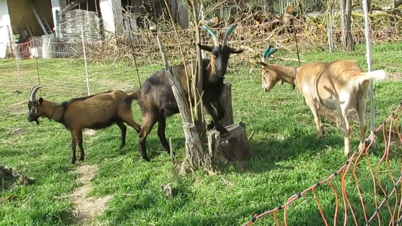 Lilly, Lotta and Lot, the Goats