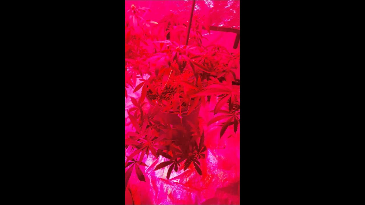 4x4 indoor grow general overview