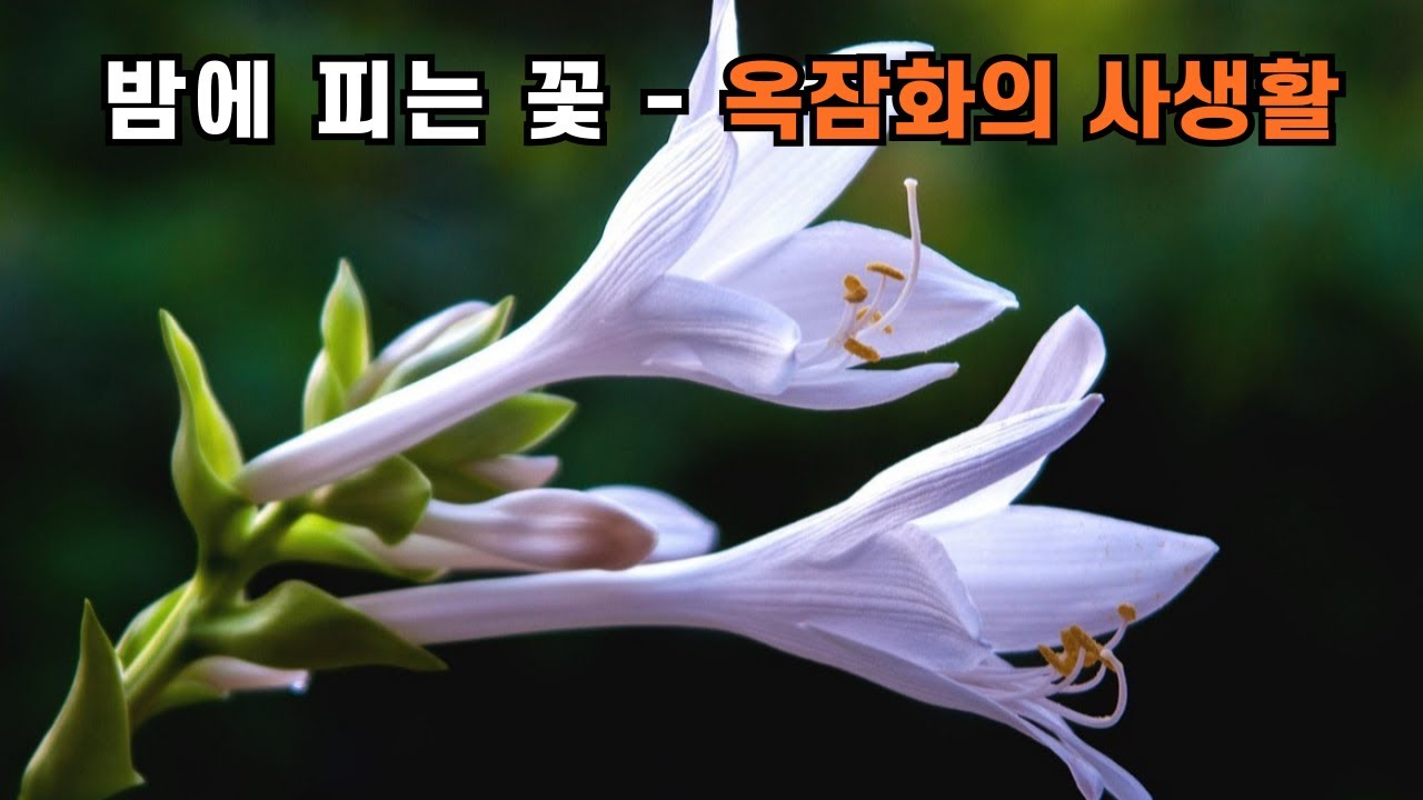 밤에 피는 꽃   - 옥잠화의 사생활