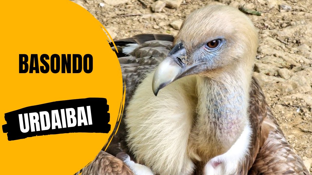 Basondo, refugio de animales de Urdaibai