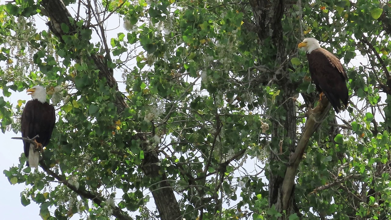Redding Eagles~Liberty & Guardian Together on Family Tree