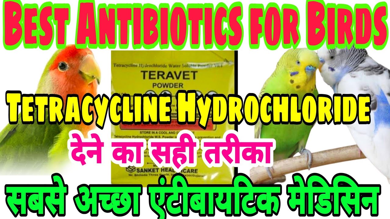 Tetracycline Hydrochoride Vet for birds | Tetracycline hydrochloride water soluble vet