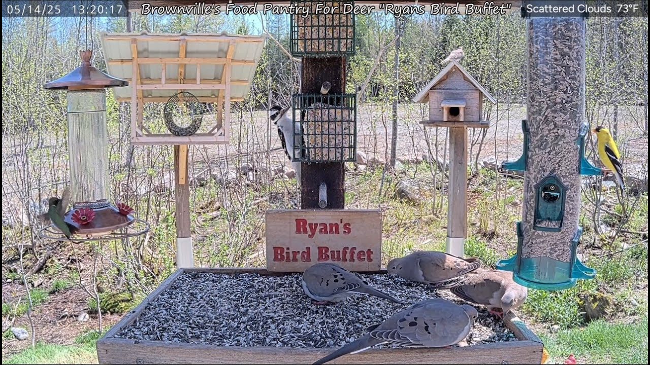 Ryan's Bird Buffet at Brownville's Food Pantry For Deer