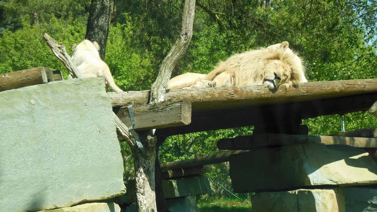 Freizeitpark Holte Stukenbrock. Wundersch&ouml;ne Tiere.