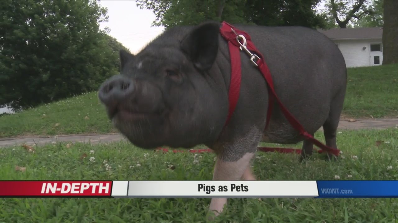 Pigs as Pets