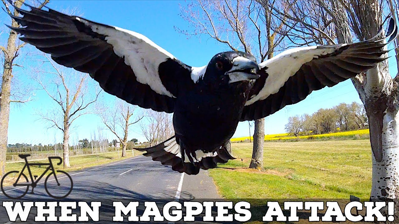 When Magpies Attack! SIX TIPS to Avoid Swooping Magpies